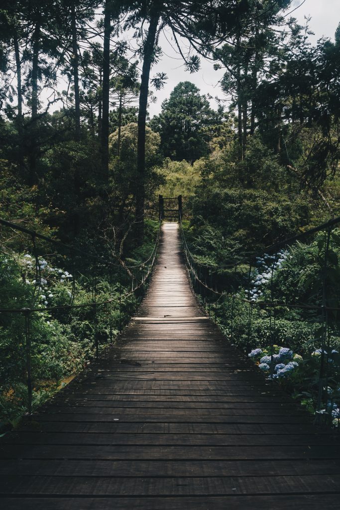 black hanging bridge surrounded by green forest trees 775201 683x1024 - Home